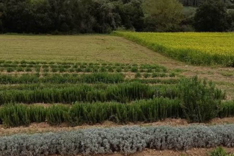 FP Baix Empordà - Blog - Jornada de Producció plantes aromàtiques, medicinals i comestibles de manera sostenible a La Bisbal d'Empordà